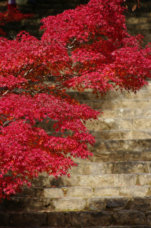 紅葉 2012　～神護寺～_f0152550_20272118.jpg