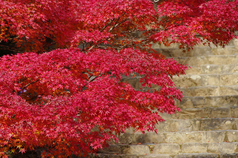 紅葉 2012　～神護寺～_f0152550_20272881.jpg