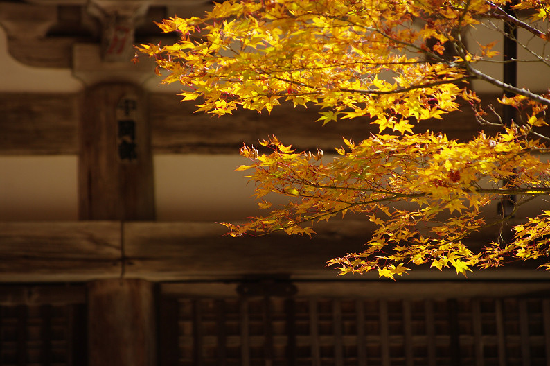 紅葉 2012　～神護寺～_f0152550_20274353.jpg