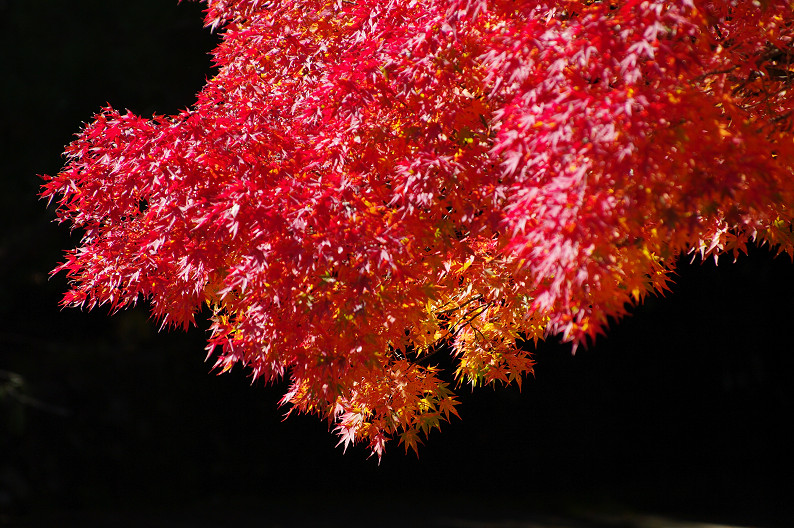 紅葉 2012　～神護寺～_f0152550_20275334.jpg