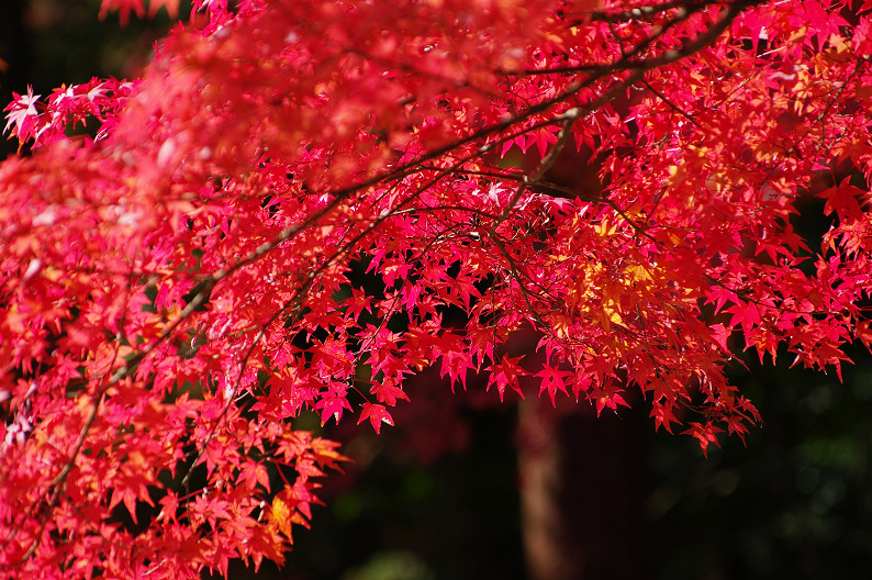 紅葉 2012　～神護寺～_f0152550_2028227.jpg