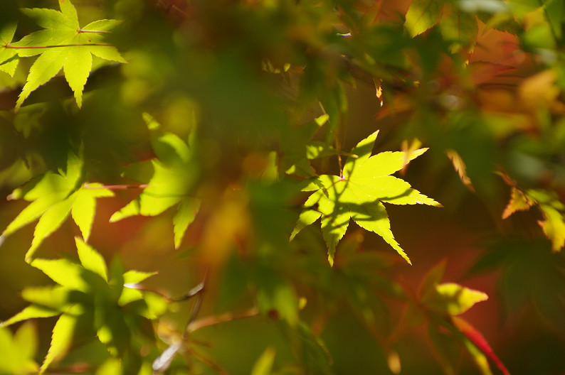 紅葉 2012　～神護寺～_f0152550_2028233.jpg