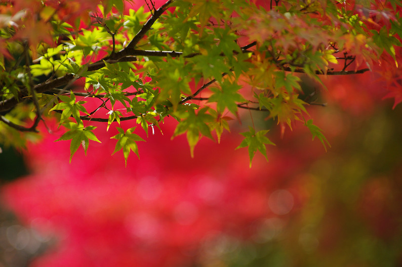 紅葉 2012　～神護寺～_f0152550_20283037.jpg