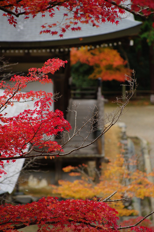 紅葉 2012　～神護寺～_f0152550_2028453.jpg