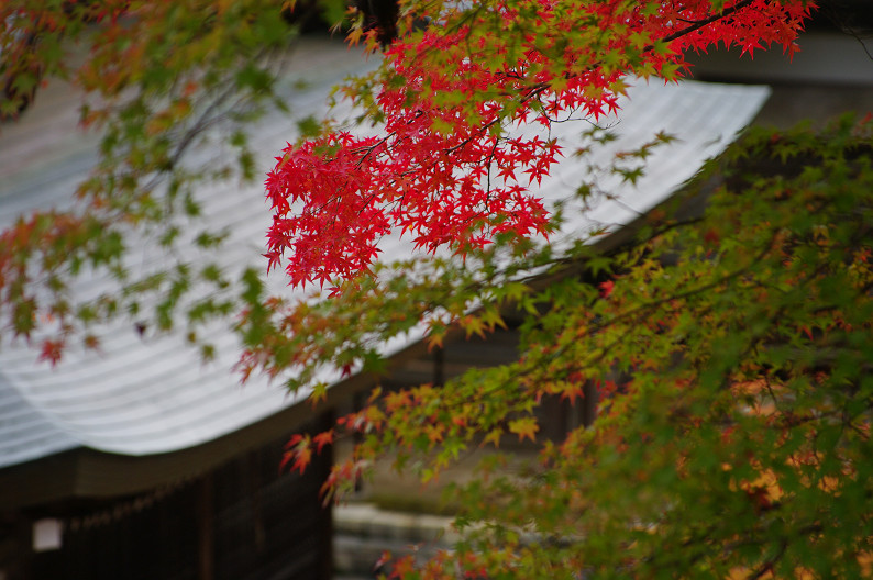 紅葉 2012　～神護寺～_f0152550_20285394.jpg