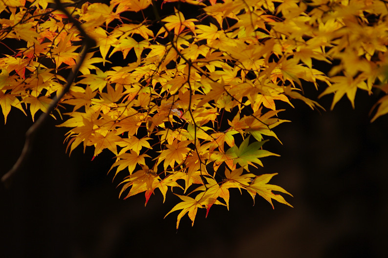 紅葉 2012　～神護寺～_f0152550_20291651.jpg