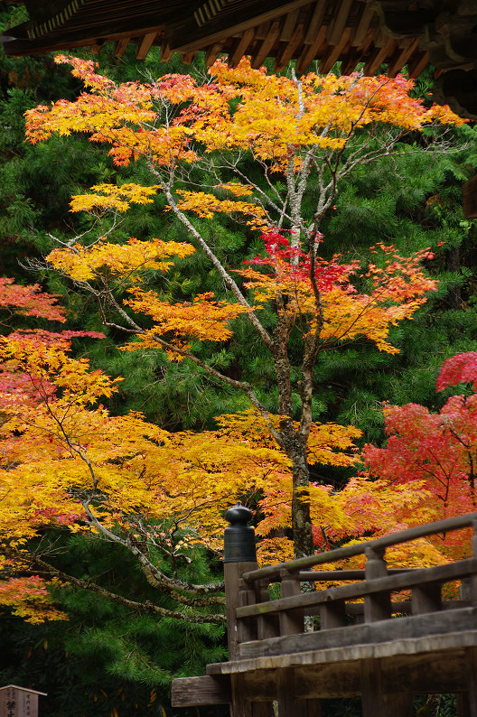 紅葉 2012　～神護寺～_f0152550_20292487.jpg