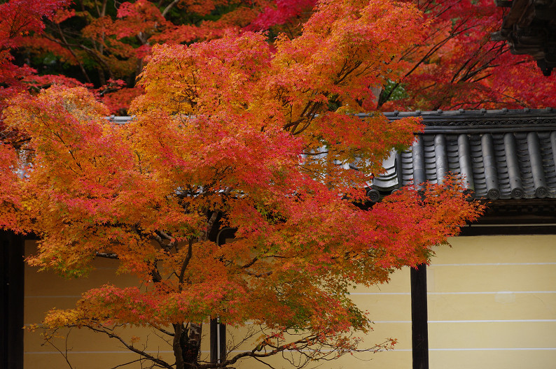 紅葉 2012　～神護寺～_f0152550_2029513.jpg