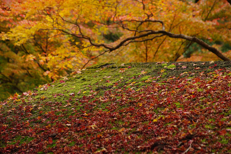 紅葉 2012　～神護寺～_f0152550_20302952.jpg