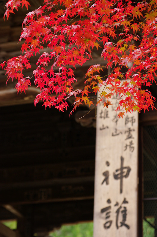 紅葉 2012　～神護寺～_f0152550_2030620.jpg