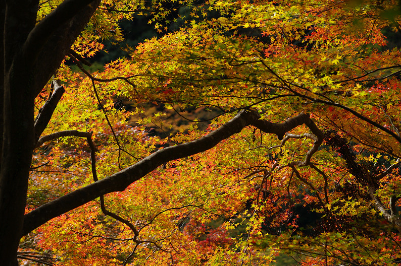 紅葉 2012　～神護寺～_f0152550_2031295.jpg