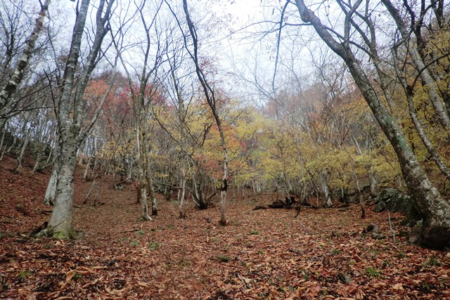 後山(板馬見山)_b0227552_14132166.jpg