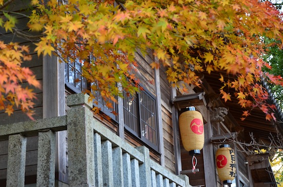 内日神社のイチョウ_a0171959_114535100.jpg