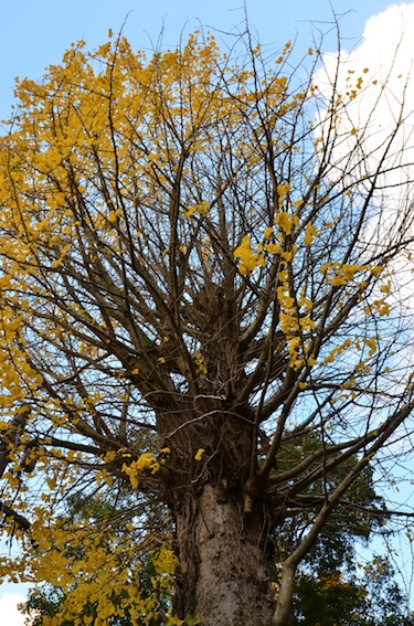 内日神社のイチョウ_a0171959_11482297.jpg