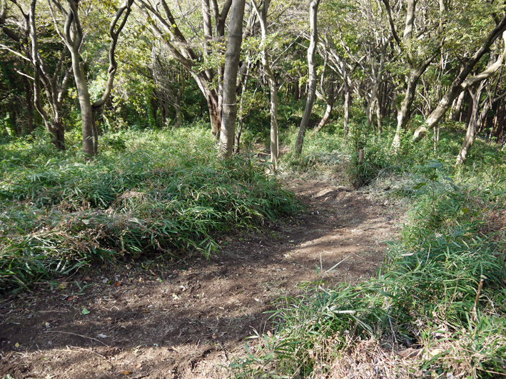 奇しくも鎌倉市公園協会とコラボ：11・2六国見山臨時手入れ_c0014967_1043786.jpg