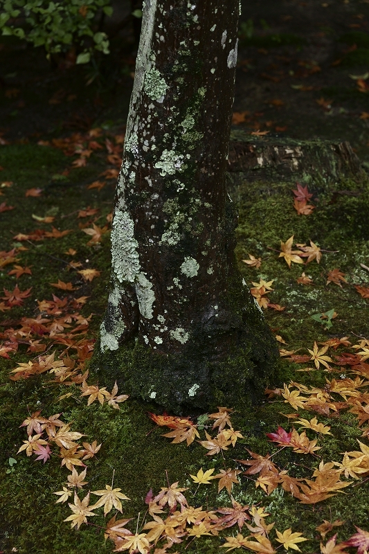 1週間ぶりの宝福寺_b0198768_20451692.jpg