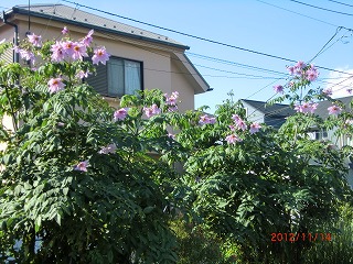 a0185783_13532562.jpg