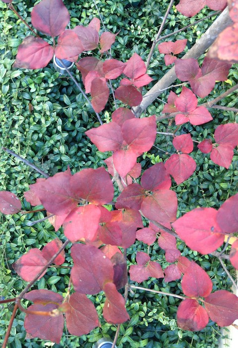 ミツバツツジが紅葉しました 今日も明日も凡々な日々