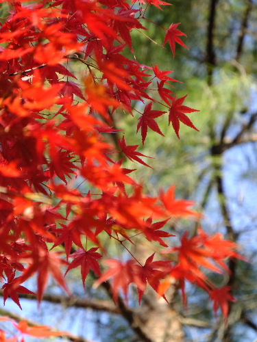 京都での思ひ出、その２_e0170687_1454921.jpg