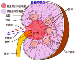 腎臓の危険が危ない！_c0189188_16245644.gif