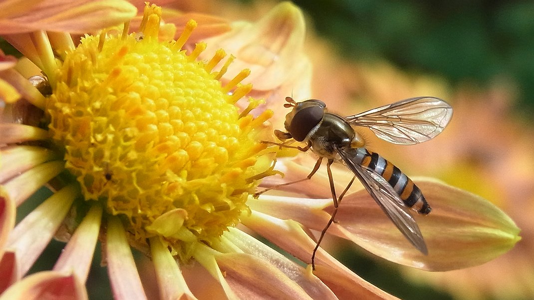 a0152692_17303254.jpg