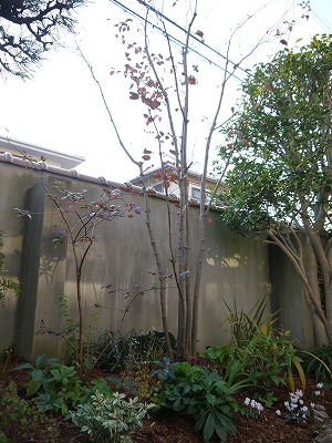河内長野市2012年11月_a0233896_2271238.jpg