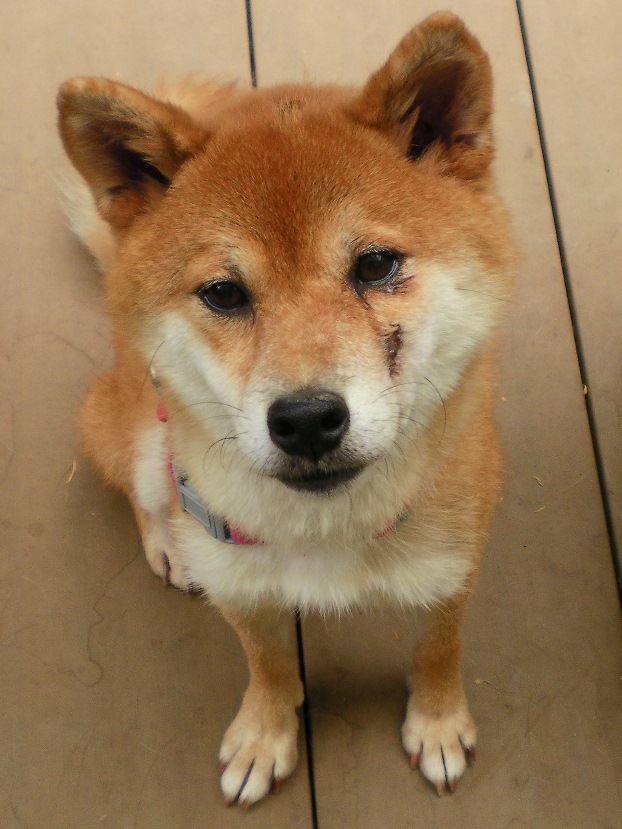 参加犬のご紹介（2012年11月開催）_b0181097_2194724.jpg