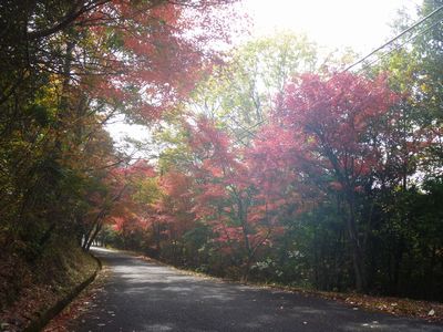 紅葉_b0131012_1712399.jpg