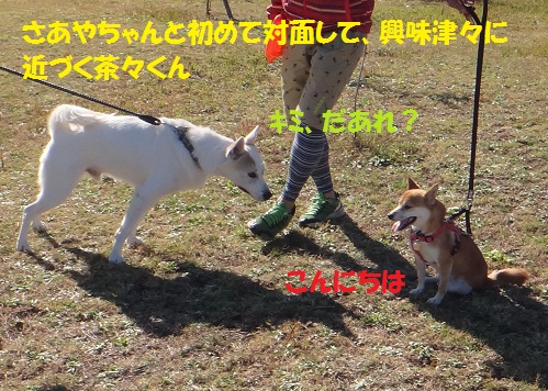 茶々くんに妹ができました♪♪_f0121712_5295116.jpg