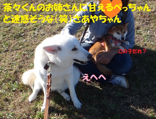 茶々くんに妹ができました♪♪_f0121712_5383431.jpg