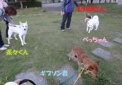 茶々くんに妹ができました♪♪_f0121712_5584599.jpg