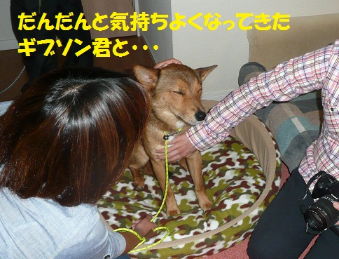 茶々くんに妹ができました♪♪_f0121712_6404452.jpg