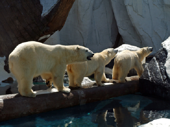 アメリカ フロリダ州オーランドのシーワールドがカナダ アシニボイン公園動物園と協力関係構築へ Polarbearology Conjectaneum アメリカ フロリダ州オーランドのシーワールドがカナダ アシニボイン公園動物園と協力関係構築へ Polarbearology Conjectaneum