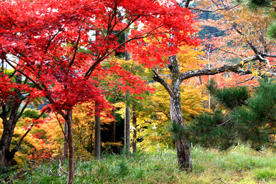 紅葉たより15　宗蓮寺_e0048413_19353926.jpg