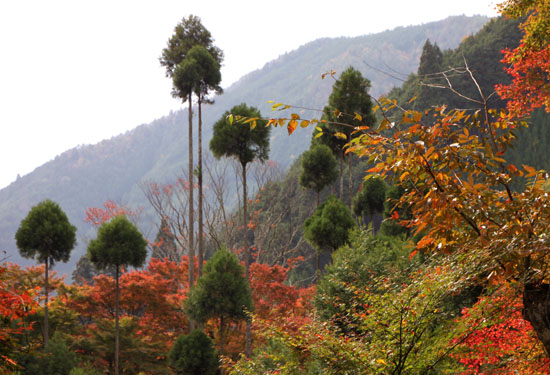 紅葉たより15　宗蓮寺_e0048413_19362215.jpg