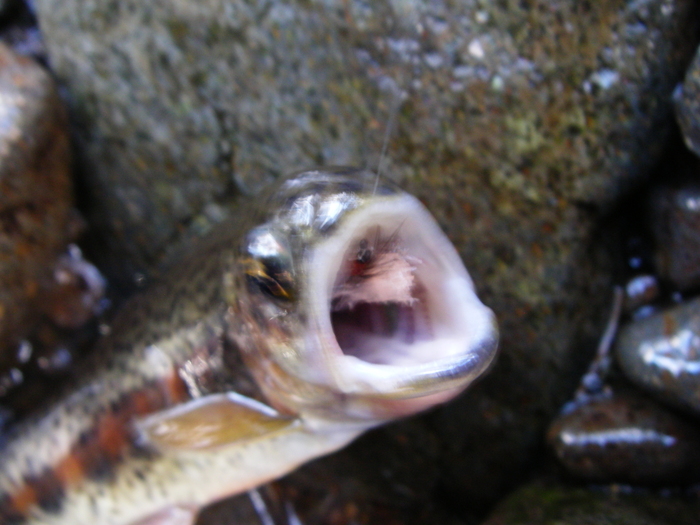 山中域の魚の胃の中は？_e0260013_19354051.jpg