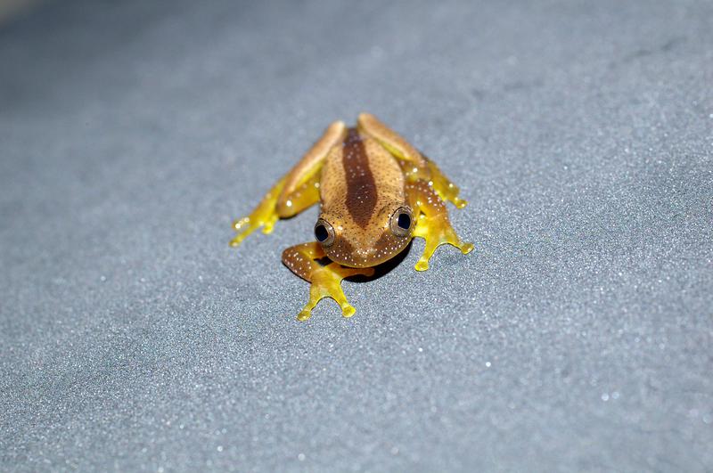 バナナガエル 入荷！両生類は発送可能です。 : 横浜の爬虫類専門店