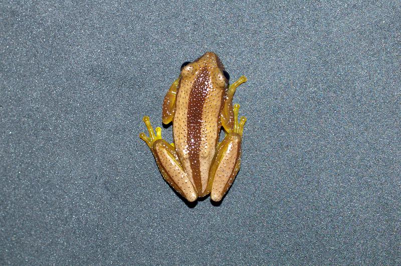 バナナガエル 入荷！両生類は発送可能です。 : 横浜の爬虫類専門