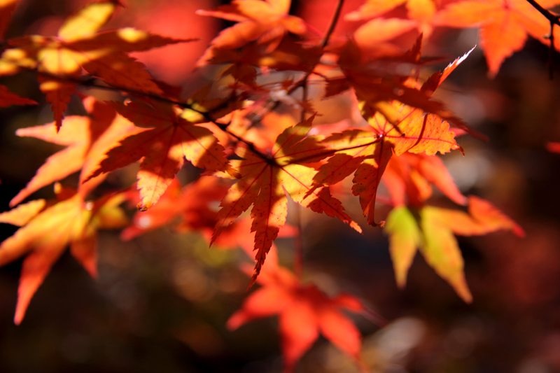 小岱山観音寺_b0037717_16505011.jpg