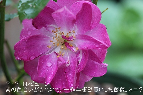 薔薇たち_a0067720_2130566.jpg