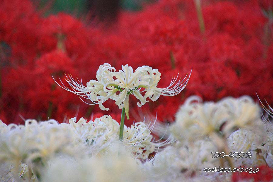 《花》　彼岸花（4）白　18-270mm　（市民の森）_c0080036_033916.jpg