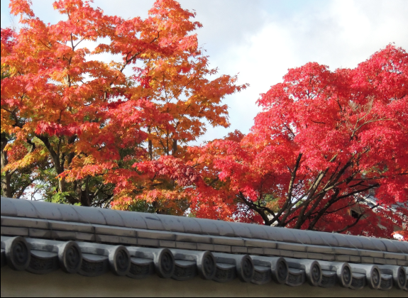 土塀越しの秋（11月15日　黒谷・龍光院）_c0184737_20165633.png