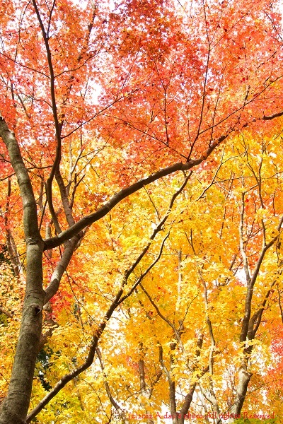 c0244037_22364519.jpg