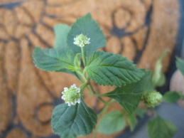 c0192740_9391321.jpg