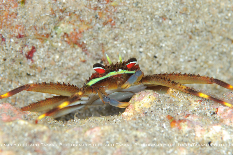タイドプールで全周魚眼!_b0186442_23315678.jpg