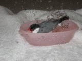c0256342_14215442.gif