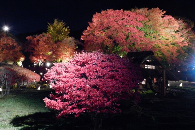 河口湖もみじ回廊~2012.11.14_e0043548_22182144.jpg