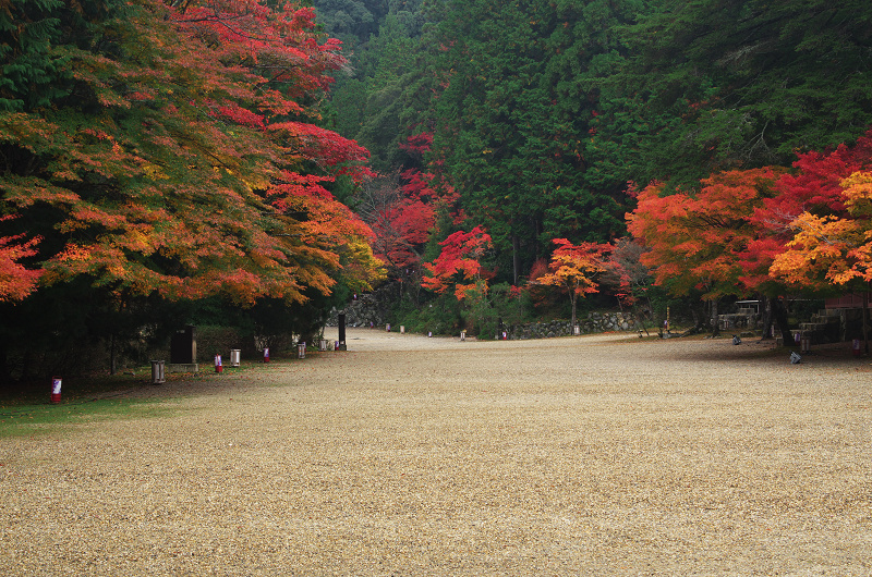 鮮やかな、秋。(神護寺・石段~本堂編)_f0155048_23304261.jpg