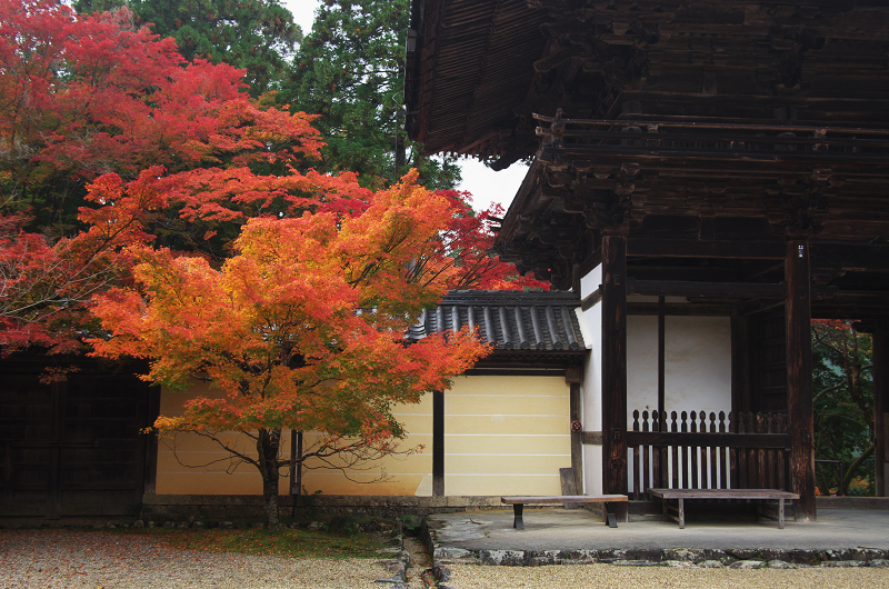 鮮やかな、秋。(神護寺・石段~本堂編)_f0155048_233115.jpg