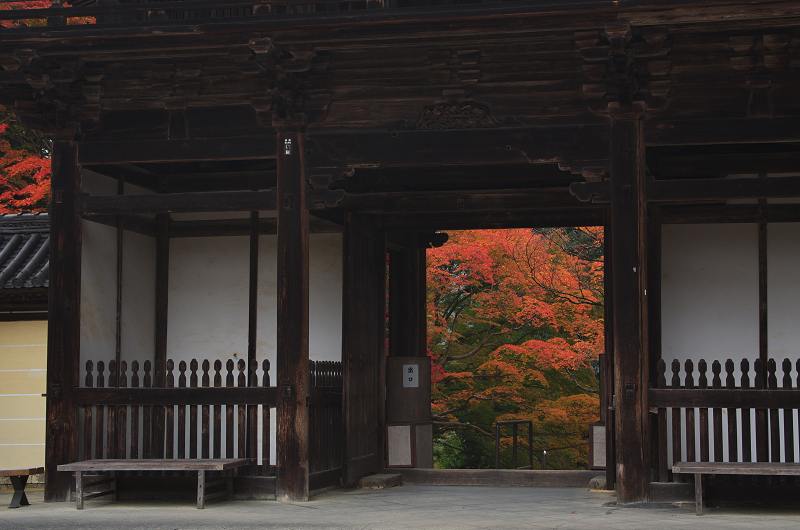 鮮やかな、秋。(神護寺・石段~本堂編)_f0155048_2331424.jpg